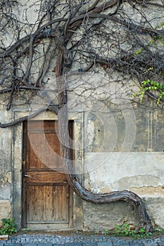 Vintage door and old crooked tree