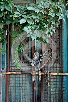 Vintage door and overgrown plant