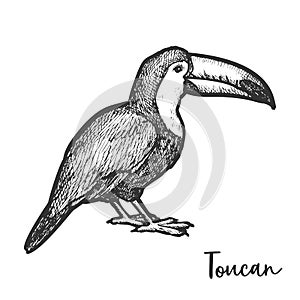 Vintage drawing of toucan or tucan sketch