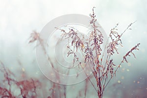 Vintage dry flowers closeup. Aesthetic-toned nature landscape background. Winter design view