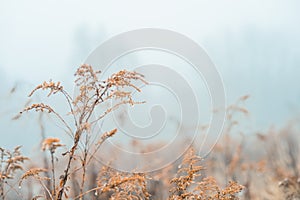 Vintage dry flowers closeup. Aesthetic toned nature landscape background. Winter design viewphoto