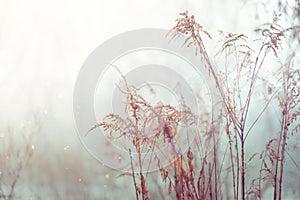 Vintage dry flowers closeup. Aesthetic-toned nature landscape background. Winter view