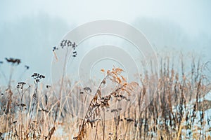 Vintage dry flowers closeup. Aesthetic-toned nature landscape background. Winter view