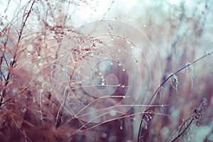 Vintage dry flowers closeup. Aesthetic-toned nature landscape background. Winter view