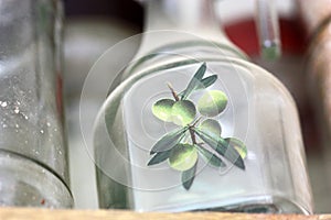 Vintage dust bottle for olive oil. Image A branch of olives with fruits on glassware for oils