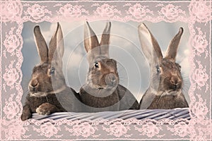 Vintage easter bunny postcard