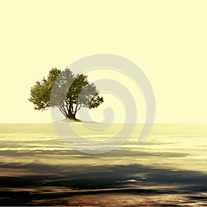 Vintage empty landscape with single olive tree.