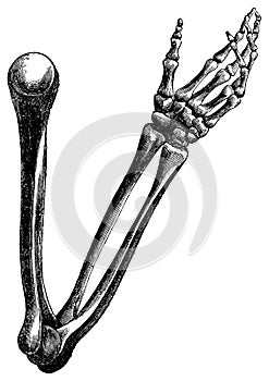 Vintage Engraving of Arm Bones on White photo
