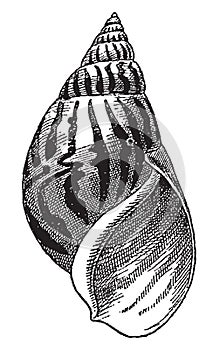 Vintage engraving of gastropods