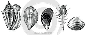 Vintage engraving illustration of common shellfish black and white clip art isolated on white background photo