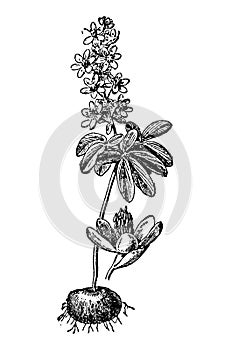 Vintage engraving of leontice flower