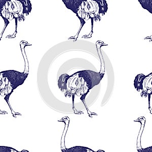 Vintage engraving style ostrich seamless pattern on white background.