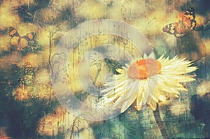 Vintage everlasting daisy and butterflies