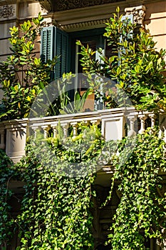 Vintage Facade Building Architecture With Lots Of Overgrown Green Vegetation In City Of Barcelona