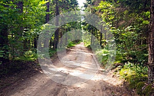 Vintage fall forest road. Dirt road in the woods. Sunshine