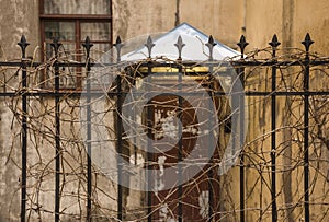 Vintage fence overgrown with dry climbing plants on the background of the door of the building