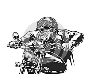 Vintage ferocious bulldog head biker