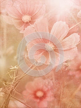 Vintage field flowers with retro texture