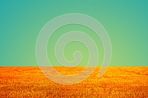 Vintage field and sky background