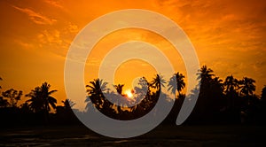 Vintage filter : silhouette landscape of coconut tree ,tropical