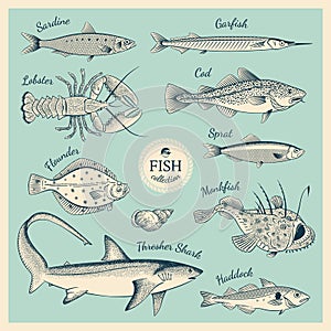 Vintage fish illustration set