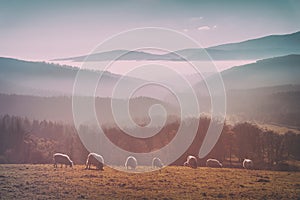 Vintage flock of sheep photo