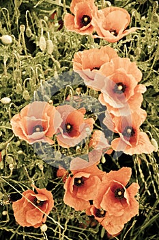 Vintage floral artistic picture of red poppies in meadow