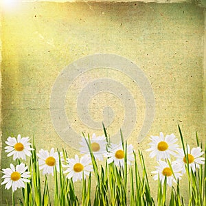 Vintage floral background with daisies in green grass on a background of old grunge paper, for each of your project