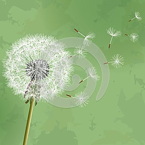 Vintage floral background with flower dandelion