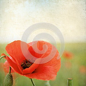 Vintage floral background with poppy flowers on a brown background old paper grunge, for any of your project