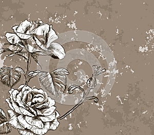 Vintage floral backgrounds with roses photo