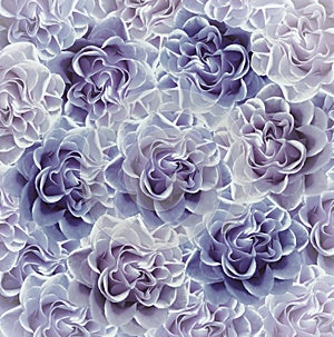 Vintage floral blue-violet beautiful background. Flower composition. Bouquet of flowers from blue-purple roses. Close-up.