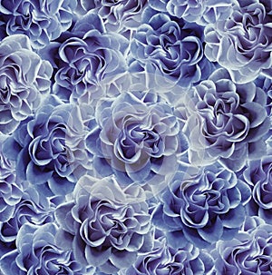 Vintage floral blue-white beautiful background. Flower composition. Bouquet of flowers from blue roses. Close-up.