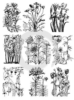 Vintage floral Botanical Flower Drawings