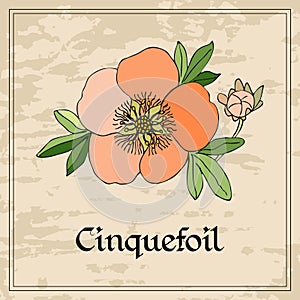 Vintage floral card with cinquefoil flower on grunge background.