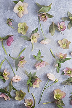 Vintage floral pattern. flat lay of hellebores on a gray background. Top view. Spring composition, full frame