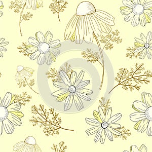 Vintage floral pattern. Wildflowers pattern. Old Texura. beige background, white flowers. Adonis, Echinacea, Chamomile. Vector