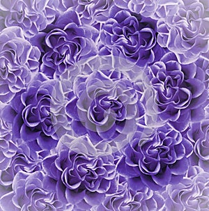 Vintage floral purple beautiful background. Flower composition. Bouquet of flowers from violet roses. Close-up.