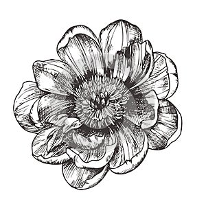 Vintage floral vector illustration, etching hand drawn clip art.