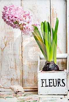 Vintage flower arrangement with old flower pot seashell