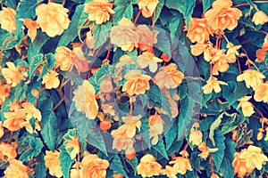 Vintage flower background