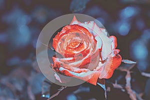 Rose in the garden. Artictic color correction photo