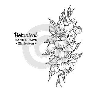 Vintage flower bouquet. Vector drawing. Peony, rose, leaves and
