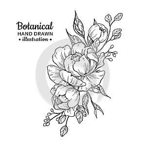 Vintage flower bouquet. Vector drawing. Peony, rose, leaves and photo