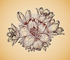 Vintage flower. Hand drawn retro sketch lily. Vector illustration