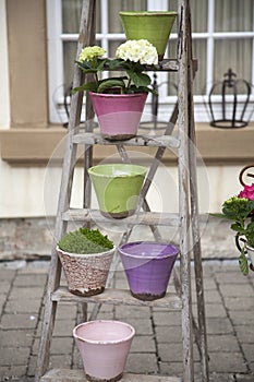 Vintage flower pots decorated on old wooden ladder