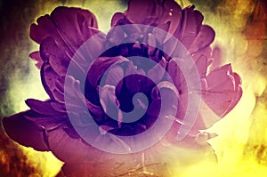 Vintage Flower Texture