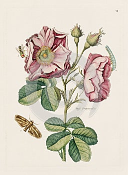 Vintage Flowers. 18th-century colorful floral illustration. Circa 1790