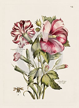 Vintage Flowers. 18th-century colorful floral illustration. Circa 1790