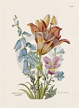 Vintage Flowers. 18th-century colorful floral illustration. Circa 1790